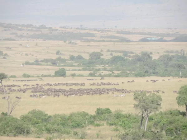 Wildebeest Migration Active Adventure Safari, Safari Booking,YHA Kenya Travel,Wildlife Saf
