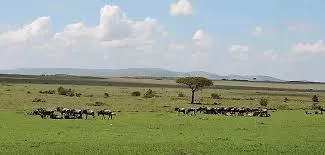 Wildebeest Migration Active Adventure Safari, Safari Booking,YHA Kenya Travel,Wildlife Saf