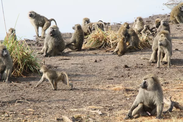 YHA Kenya Travel, Safari Booking,  Epic Tours Safaris, Adventures,  Epic  Active Adventure