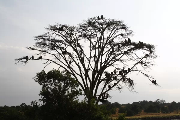 Epic Tours Safaris-Kenya Budget Safaris-African Budget Safaris-Wildlife Safaris-Travel-Act