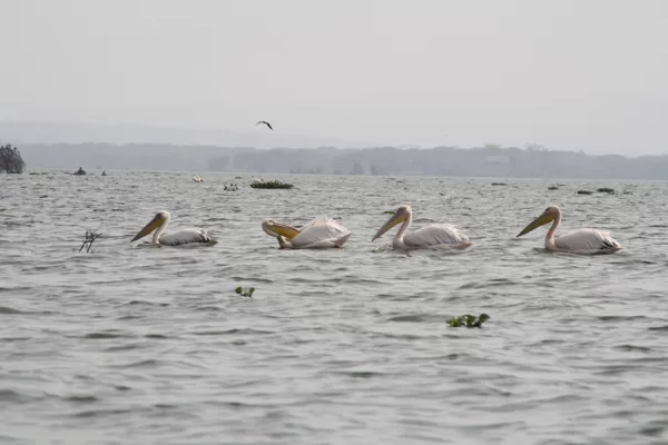 YHA Kenya Travel, Safari Booking,  Epic Tours Safaris, Adventures,  Epic  Active Adventure