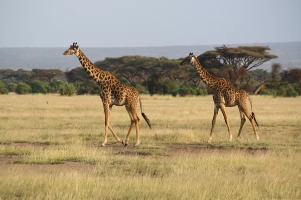Epic Tours Safaris-Kenya Budget Safaris-African Budget Safaris-Wildlife Safaris-Travel-Act