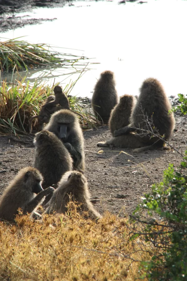 Epic Tours Safaris-Kenya Budget Safaris-African Budget Safaris-Wildlife Safaris-Travel-Act