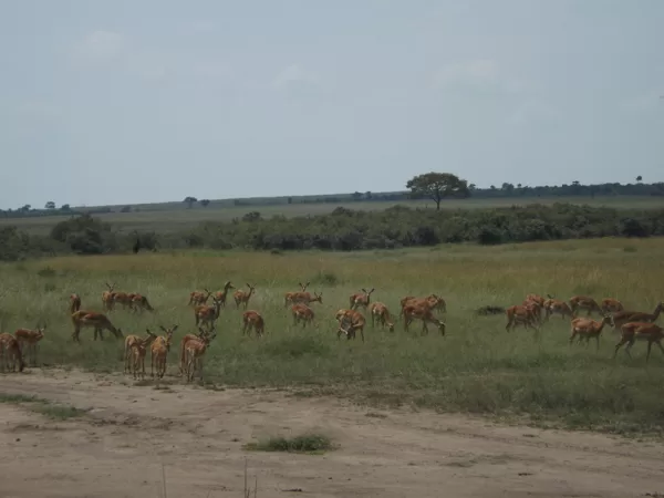 Epic Tours Safaris-Kenya Budget Safaris-African Budget Safaris-Wildlife Safaris-Travel-Act