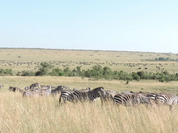 Epic Tours Safaris-Kenya Budget Safaris-African Budget Safaris-Wildlife Safaris-Travel-Act