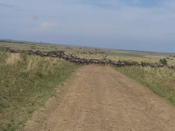 Wildebeest Migration Active Adventure Safari, Safari Booking,YHA Kenya Travel,Wildlife Saf
