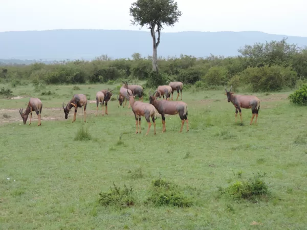 Epic Tours Safaris-Kenya Budget Safaris-African Budget Safaris-Wildlife Safaris-Travel-Act