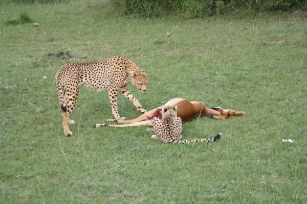 Epic Tours Safaris-Kenya Budget Safaris-African Budget Safaris-Wildlife Safaris-Travel-Act