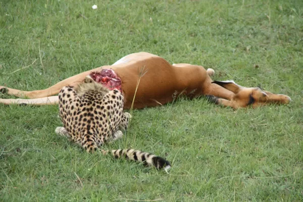 Epic Tours Safaris-Kenya Budget Safaris-African Budget Safaris-Wildlife Safaris-Travel-Act