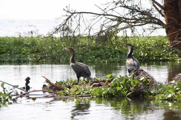 Epic Tours Safaris-Kenya Budget Safaris-African Budget Safaris-Wildlife Safaris-Travel-Act