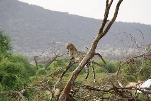 Epic Tours Safaris-Kenya Budget Safaris-African Budget Safaris-Wildlife Safaris-Travel-Act