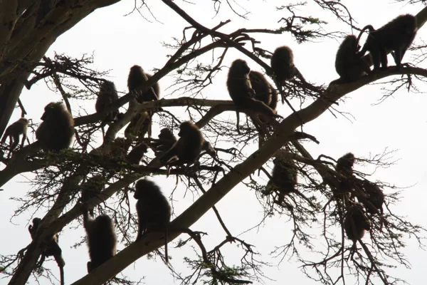 Epic Tours Safaris-Kenya Budget Safaris-African Budget Safaris-Wildlife Safaris-Travel-Act