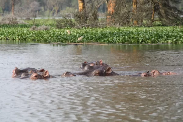 Epic Tours Safaris-Kenya Budget Safaris-African Budget Safaris-Wildlife Safaris-Travel-Act