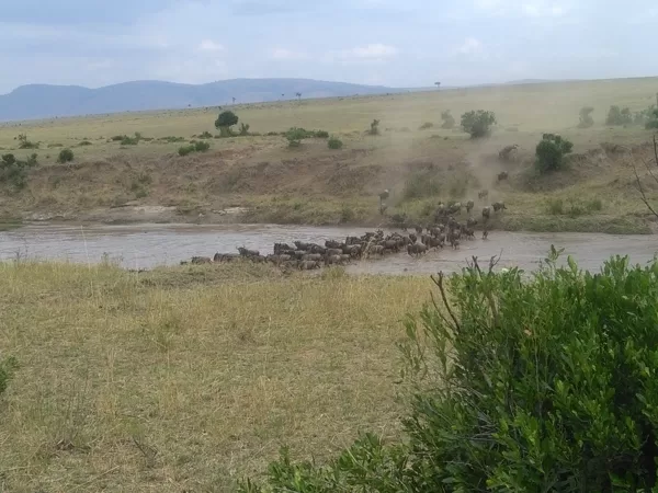 Wildebeest Migration Active Adventure Safari, Safari Booking,YHA Kenya Travel,Wildlife Saf