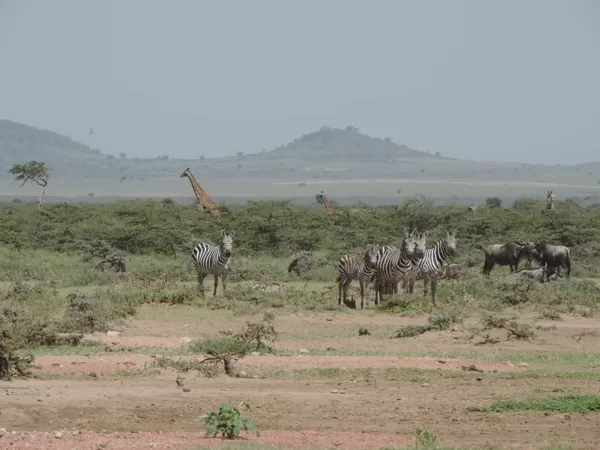 Epic Tours Safaris-Kenya Budget Safaris-African Budget Safaris-Wildlife Safaris-Travel-Act