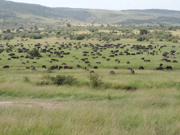 Epic Tours Safaris-Kenya Budget Safaris-African Budget Safaris-Wildlife Safaris-Travel-Act