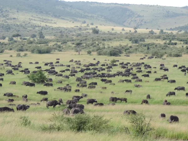 Kenya Budget Safaris-African Budget Safaris-Wildlife Safaris-Travel-Active Adventures.