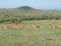 Epic Tours Safaris-Kenya Budget Safaris-African Budget Safaris-Wildlife Safaris-Travel-Act