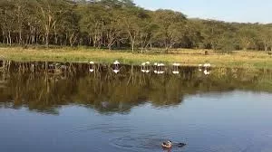 Epic Tours Safaris-Kenya Budget Safaris-African Budget Safaris-Wildlife Safaris-Travel-Act