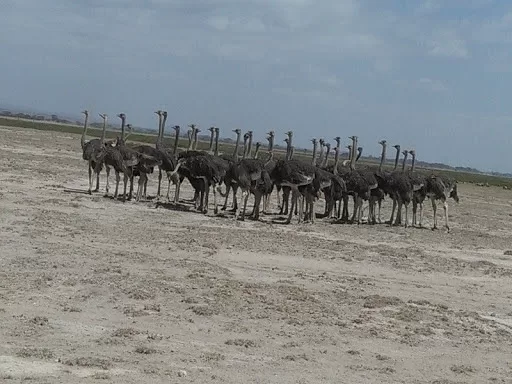 Epic Adventure Safaris,Kenya Budget Safaris-African Budget Safaris-Wildlife Safaris-Travel
