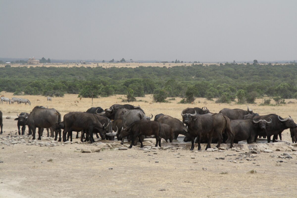 African Buffaloes-Tours Activities, YHA Kenya Travel, Activity Adventure, active adventure safari, active adventures, Safari Booking, Safari Bookings