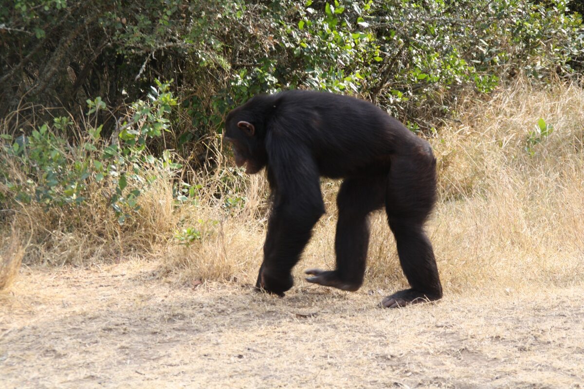 Uganda Gorilla Tracking Experience – Mountain Gorillas in Uganda-Gorilla Trekking Tour.