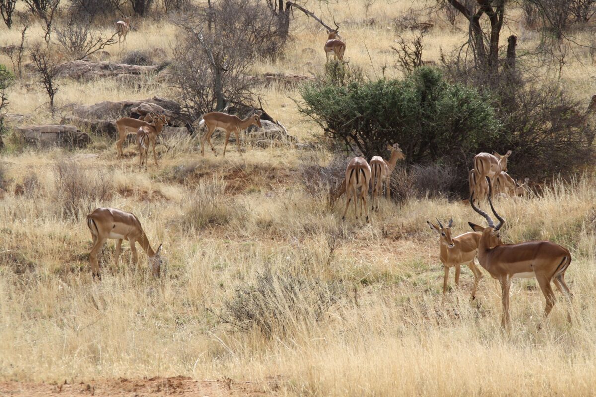 Samburu National Reserve-Best Affordable Adventure Safari Holiday Packages / YHA Kenya Travel.