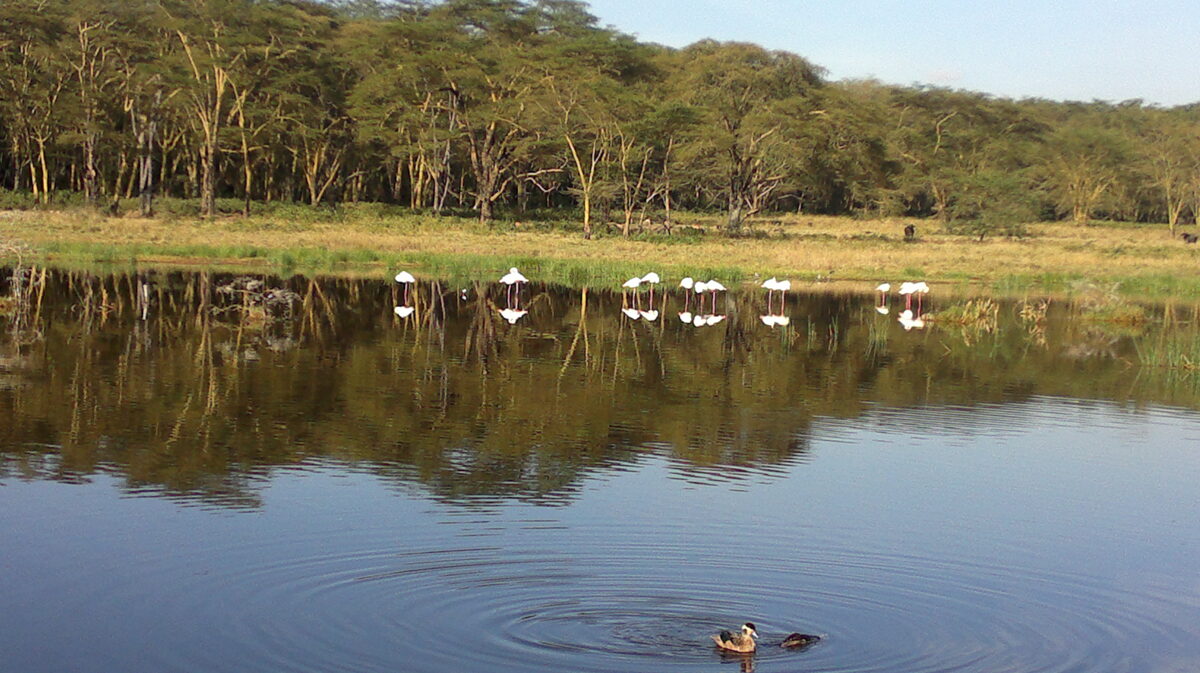Lake Nakuru National Park, Kenya Safaris, Kenya Travel, Kenya Africa, East Africa, adventure safari holiday packages, Kenya Tanzania Luxury hotels or lodge safaris