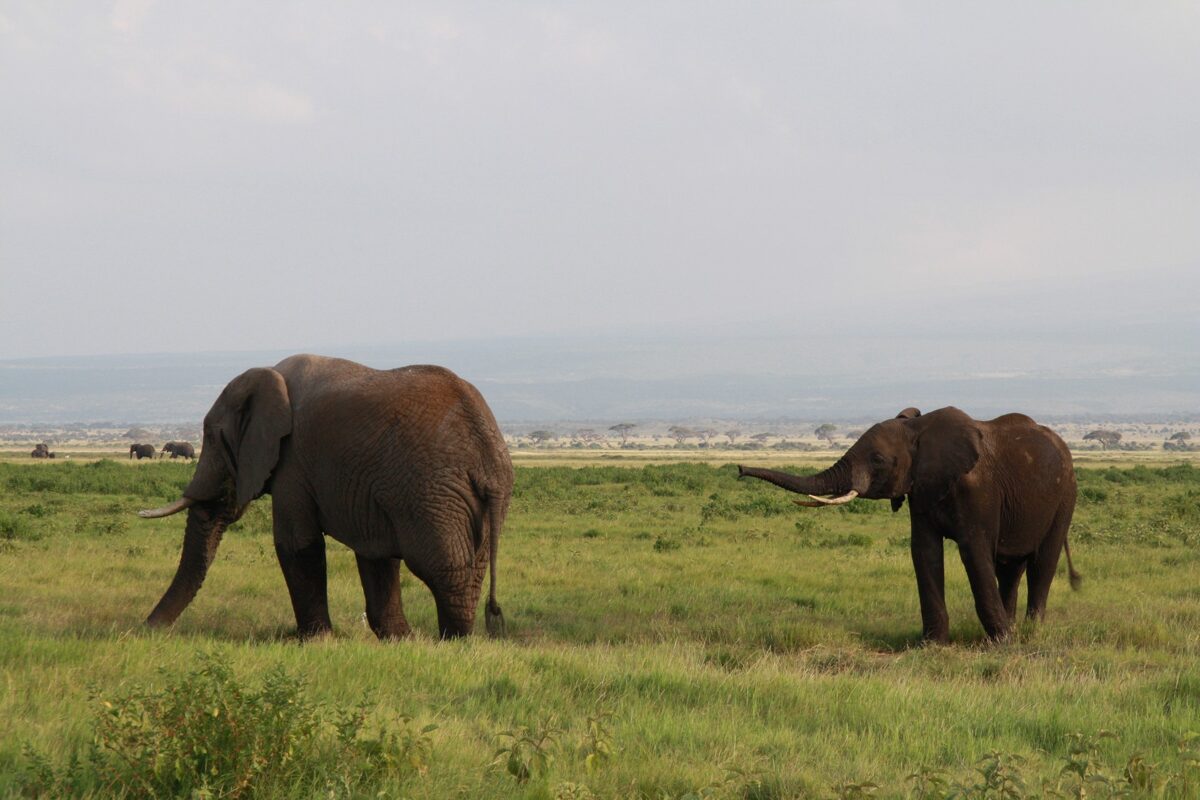 YHA Kenya Travel, Tours, Safaris, Epic Tours Safaris, Safari Bookings, Active Adventures, Amboseli Safaris Tours, Amboseli National Park, Amboseli Wildlife, Travel Guide, Travelling to Amboseli, Mount Kilimanjaro Views,