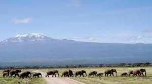 Amboseli National Park,Heard of Elephants roaming, Active epic adventure safari tour holidays by YHA Kenya Travel, Safari Bookings