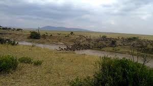 Wildebeest Migration Safaris/Active Adventures/ YHA Kenya Travel/Masai Mara wildebeest migration  .